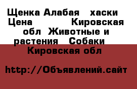 Щенка Алабая,  хаски › Цена ­ 5 000 - Кировская обл. Животные и растения » Собаки   . Кировская обл.